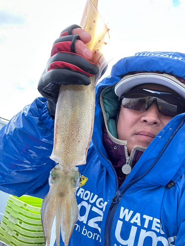 ヤリイカの釣果