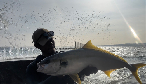 ヒラマサの釣果