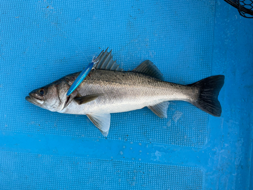 スズキの釣果