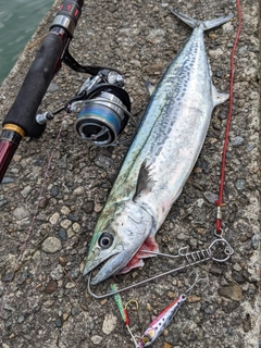 サゴシの釣果