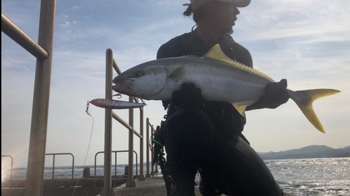 ヒラマサの釣果