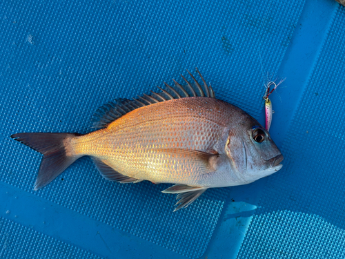 マダイの釣果