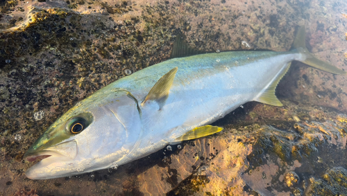 ヒラマサの釣果