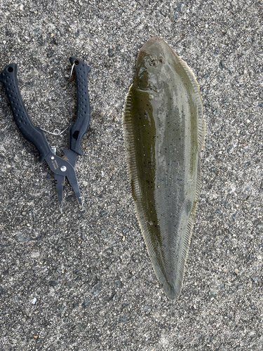 シタビラメの釣果