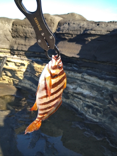 タカノハダイの釣果