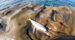 ヒラマサの釣果