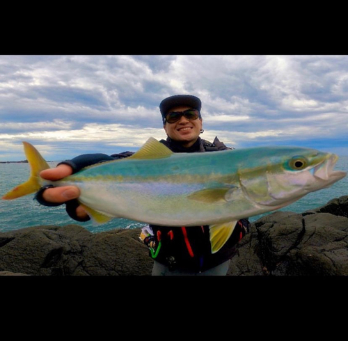 イナダの釣果