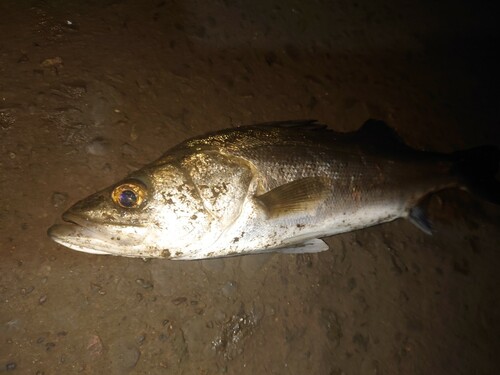 マルスズキの釣果