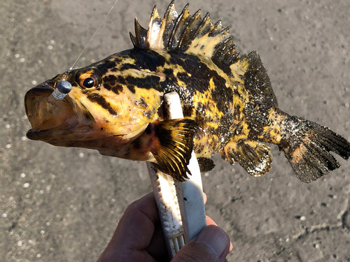 タケノコメバルの釣果