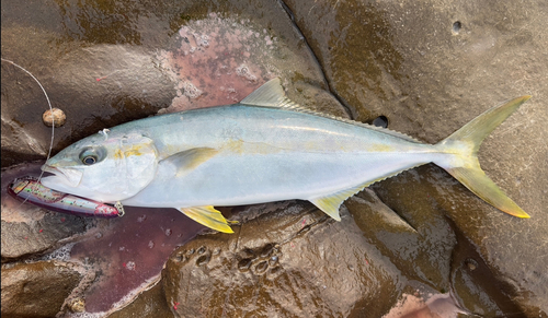 ヒラマサの釣果