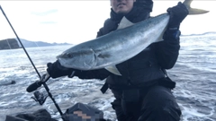 ヤズの釣果