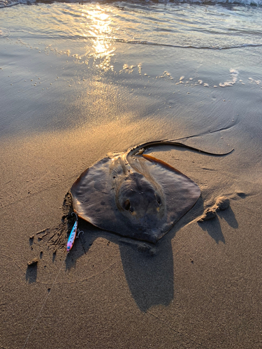 アカエイの釣果