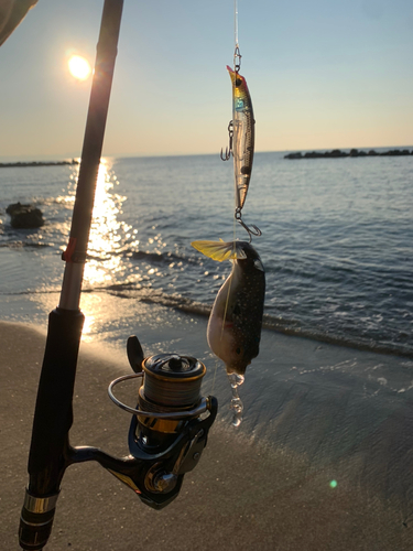 クサフグの釣果