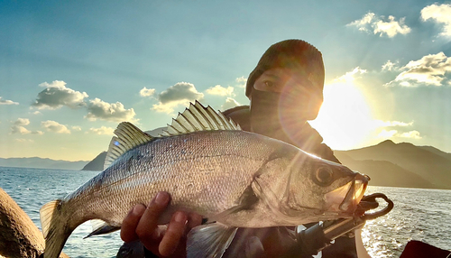 ヒラスズキの釣果