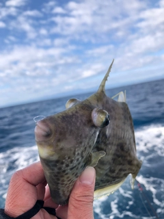 カワハギの釣果