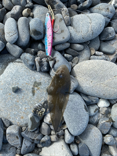 シタビラメの釣果