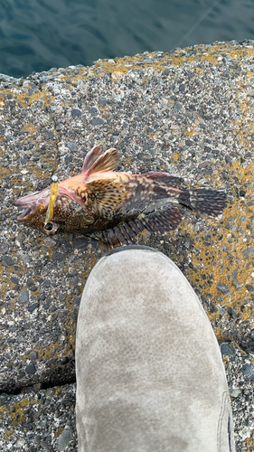 カサゴの釣果