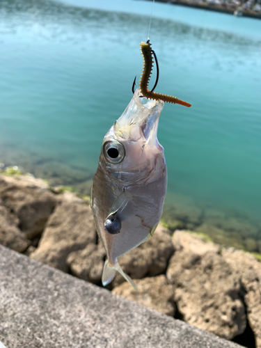 ヤマトビーの釣果