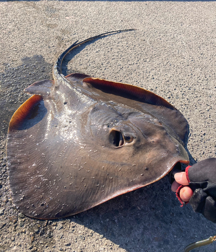 エイの釣果