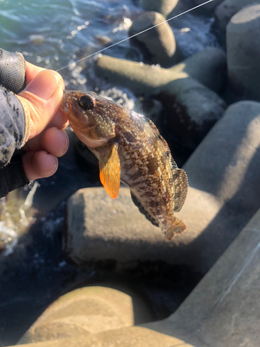 メジナの釣果