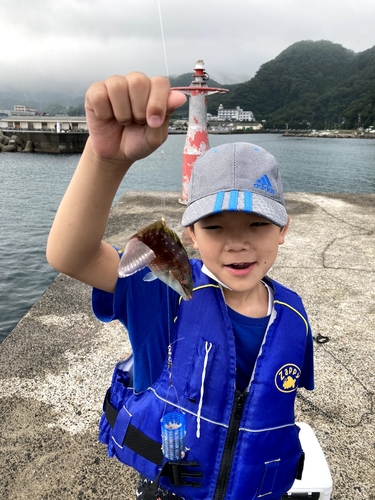 キュウセンの釣果