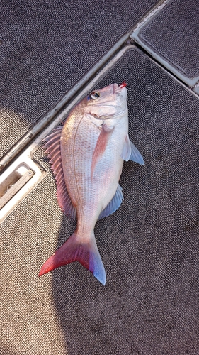 タイの釣果