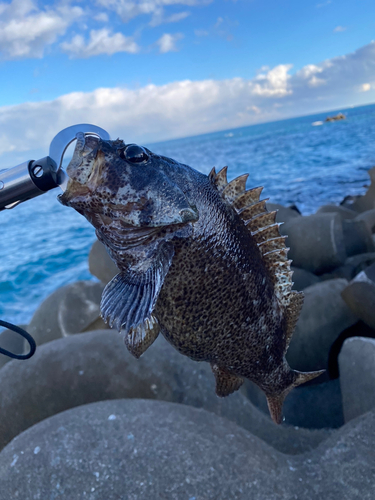 アイナメの釣果