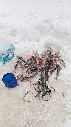 ホッケの釣果