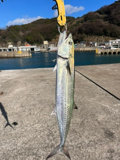 サワラの釣果