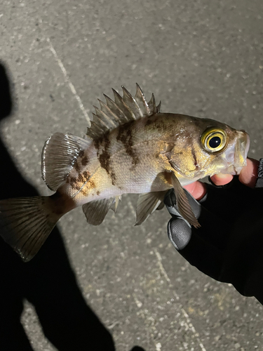 クロメバルの釣果