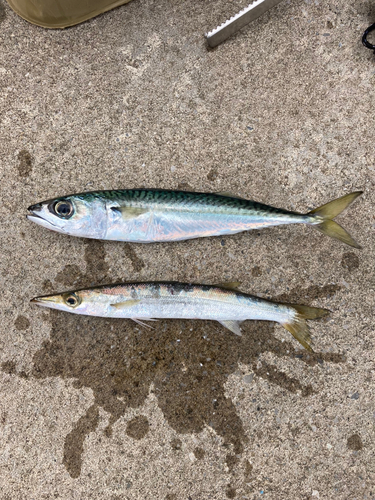 カマスの釣果