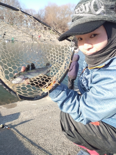 ニジマスの釣果