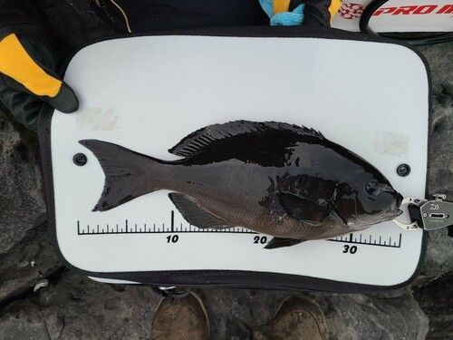 メジナの釣果
