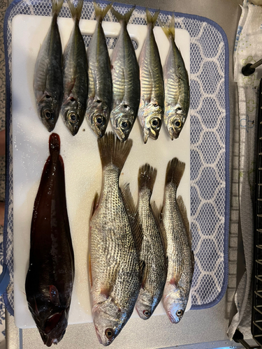 ニベの釣果