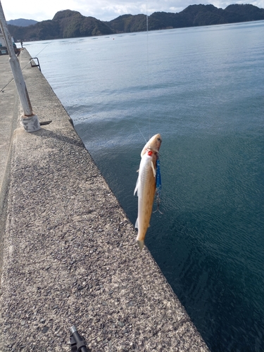 エソの釣果