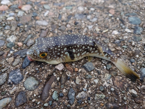 フグの釣果