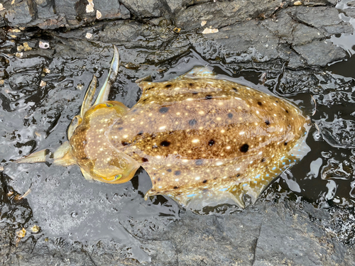 コブシメの釣果