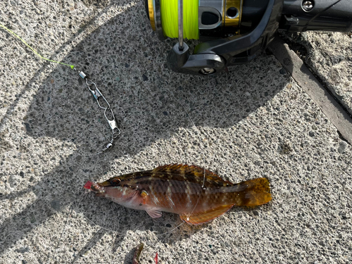 アカササノハベラの釣果