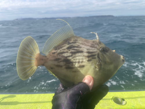 カワハギの釣果