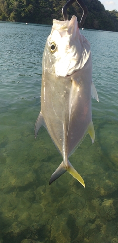 オニヒラアジの釣果