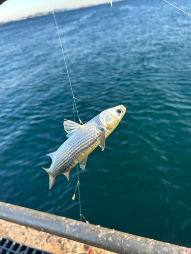 ボラの釣果