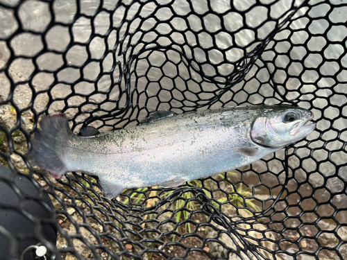 ニジマスの釣果