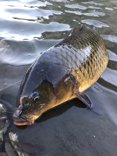 コイの釣果