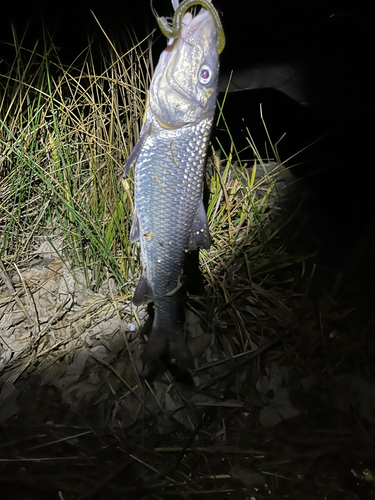 釣果