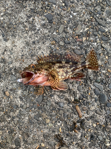 カサゴの釣果