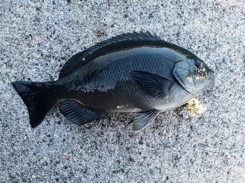 グレの釣果