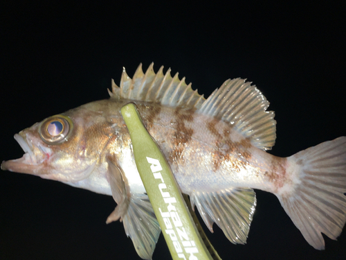 メバルの釣果