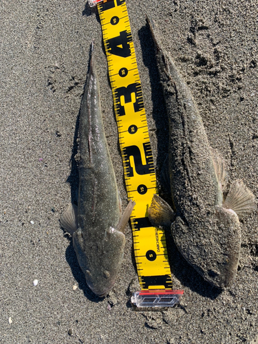 マゴチの釣果