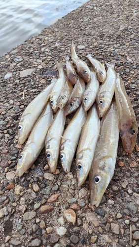 キスの釣果