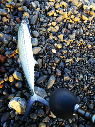 サゴシの釣果